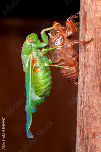 Cicada molting exuvia emerging shell