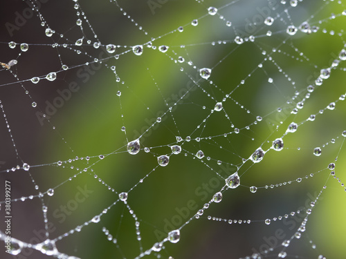 Macro photo of a spider web covered with dew drops
