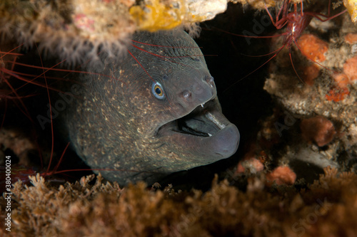 Gymnothorax mordax, California Moray Eel