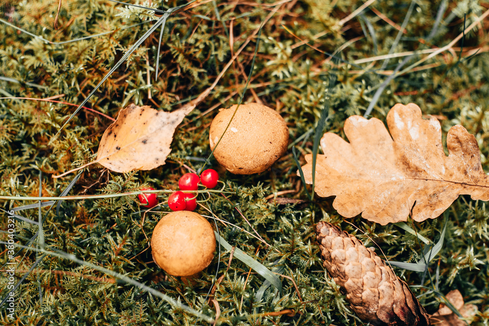 Autumn harvest in the forests Autumn harvest in the forests