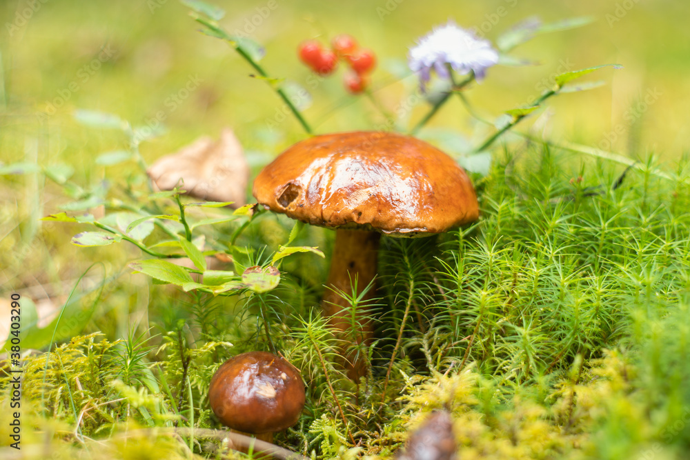 Autumn harvest in the forests Autumn harvest in the forests