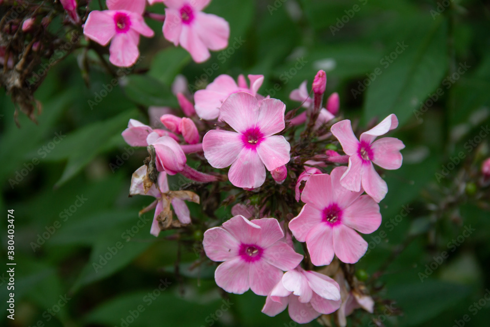 pink flowers of the Phlox paniculata plant pink flowers of the Phlox paniculata plant