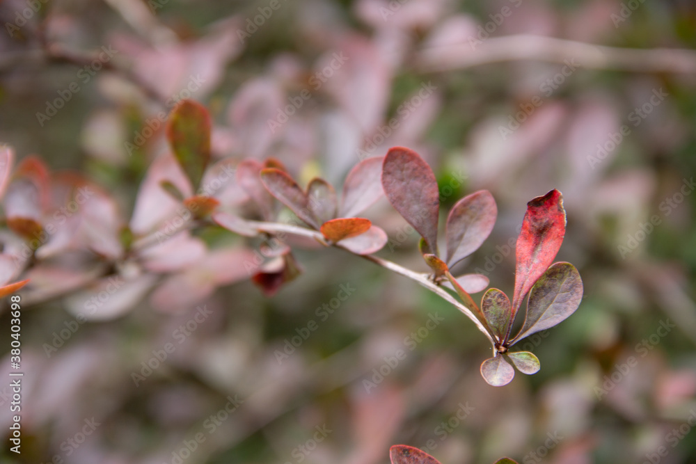 autumn maroon and green leaves of the barberry plant autumn maroon and green leaves of the barberry plant
