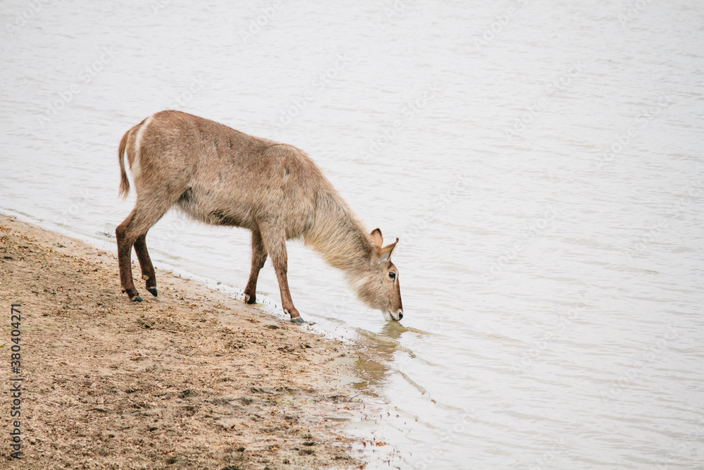 Waterbuck (Kobus ellipsiprymnus) drinking water on a lake Waterbuck (Kobus ellipsiprymnus) drinking water on a lake