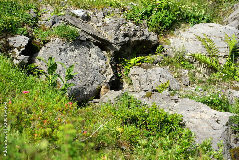Junge Murmeltiere vor einer Höhle Junge Murmeltiere vor einer Höhle