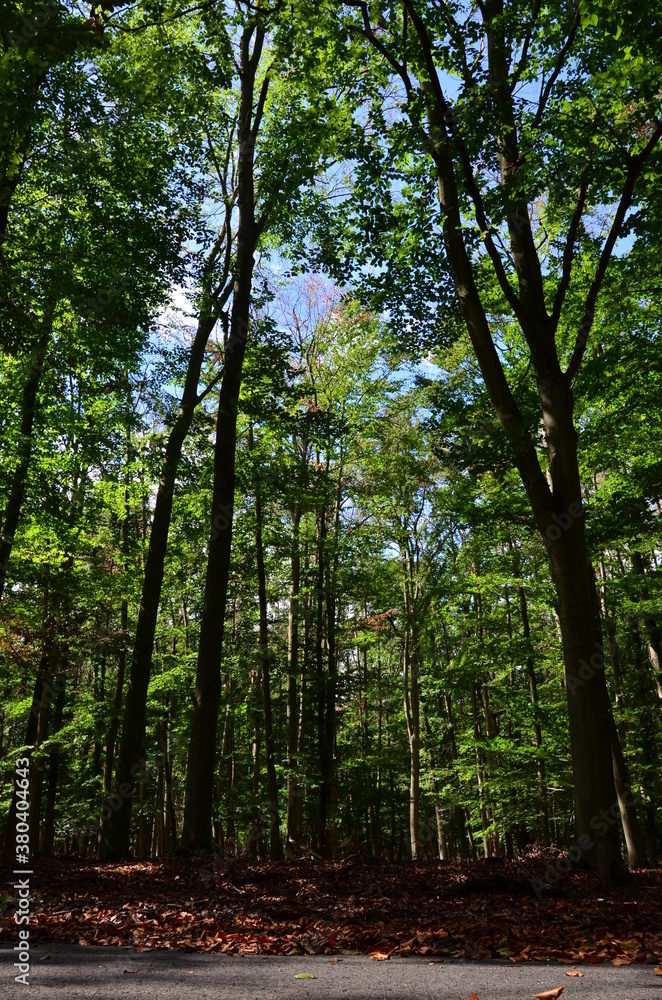 Naklejka premium Wald