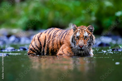 The largest cat in the world, Siberian tiger, hunts in a creek amid a green forest. Top predator in a natural environment. Panthera Tigris Altaica.