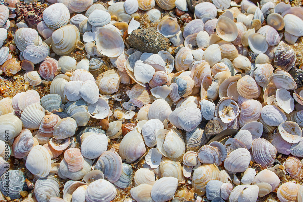 shells on the beach sand