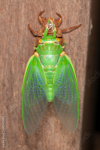 Cicada molting exuvia emerging shell photo