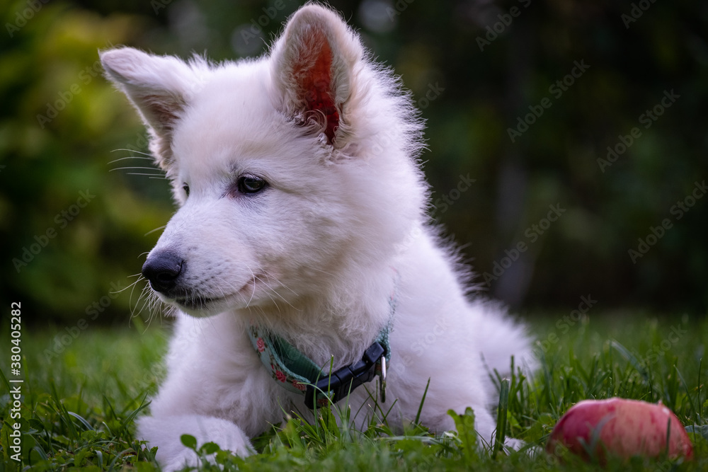 Puppy of A Switzerland White Dog playing In Grass