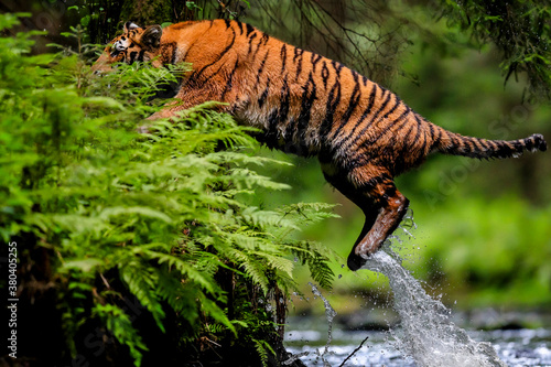 The largest cat in the world, Siberian tiger, hunts in a creek amid a green forest. Top predator in a natural environment. Panthera Tigris Altaica. © Daniel Dunca