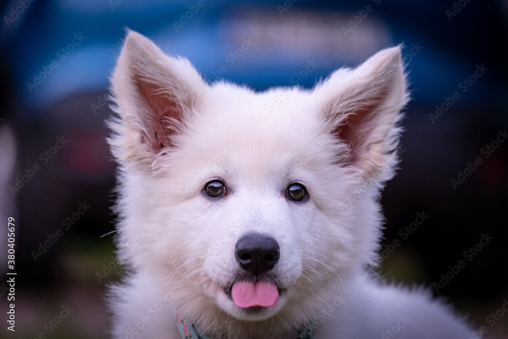 Puppy of A Switzerland White Dog sticking her tongue out