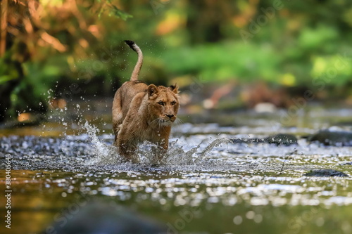 Close-up portrait of a lioness chasing a prey in a creek. Top predator in a natural environment. Lion, Panthera leo.
