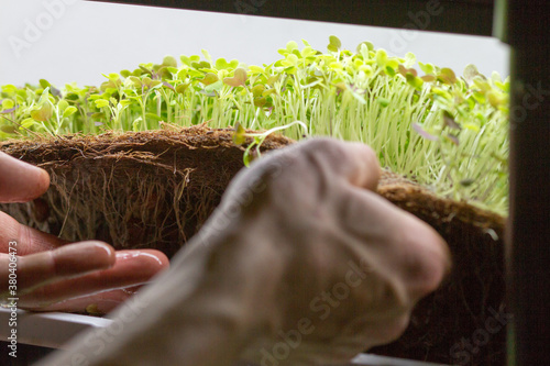 Closeup of man's hands harvesting micro green herbs from a hydroponics system photo