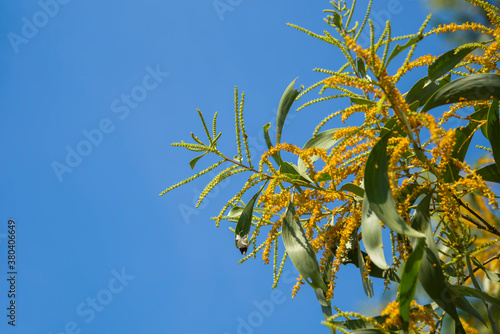 Beautiful yellow flower in blooming, Earleaf acacia flowers of acacia tree photo