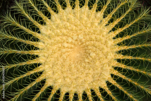 Desert flora. Natural texture and pattern. Cactus. Overhead closeup view of an Echinocactus grusonii  also known as golden barrel cactus. Its yellow  sharp and long thorns and round ball shape.