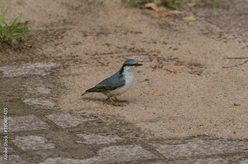 nuthatch in the park