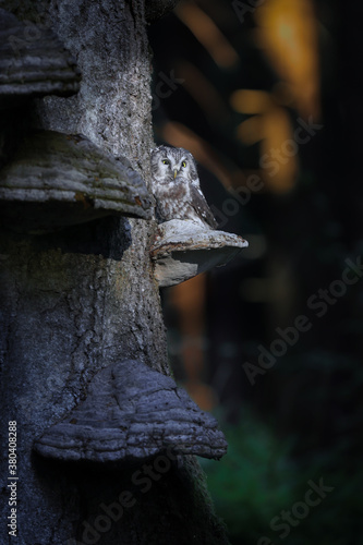 Close -up portrait of tiny brown owl with shining yellow eyes and a yellow beak in a beautiful natural environment. Boreal owl known also as Tengmalm‘s Owl or Richardson’s Owl, Aegolius funereus. © Daniel Dunca