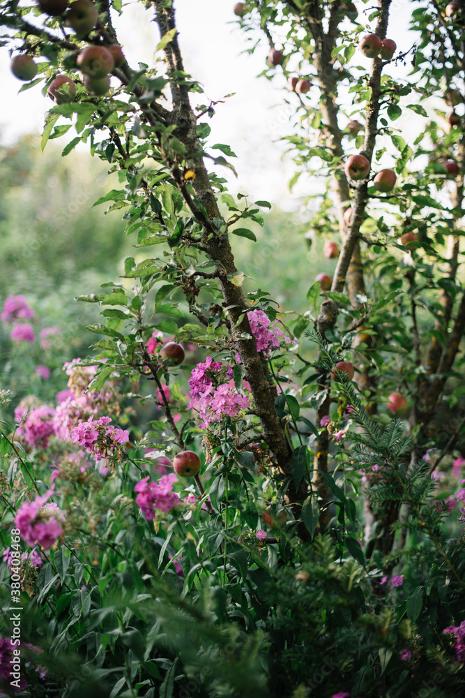 Beautiful pink phloxes growing in the garden under an apple tree