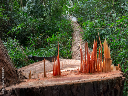 Cut tree eucaliptus deforestation photo
