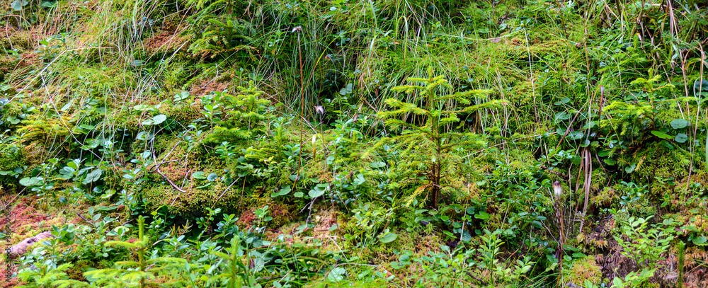 Fototapeta premium lush alpine vegetation on the forest ground in the Gailvalley of Eastern Tirol, Austria