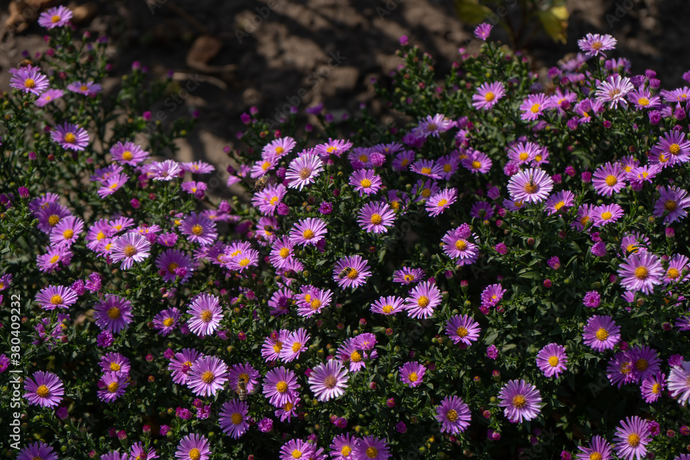 Fototapeta premium Purple new england asters. Wild deep purple flowers in the field