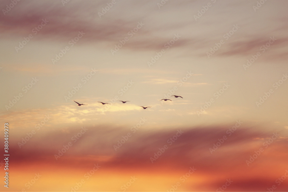 birds flying in the sunset sky