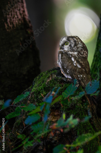 Close -up portrait of tiny brown owl with shining yellow eyes and a yellow beak in a beautiful natural environment. Boreal owl known also as Tengmalm‘s Owl or Richardson’s Owl, Aegolius funereus.