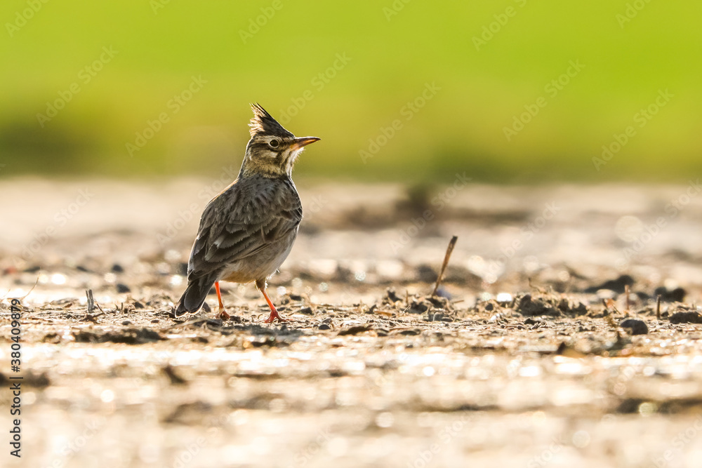 Obraz premium Close-up portrait of little songbird in natural habitat. Crested lark, Galerida cristata. Czech Republic.