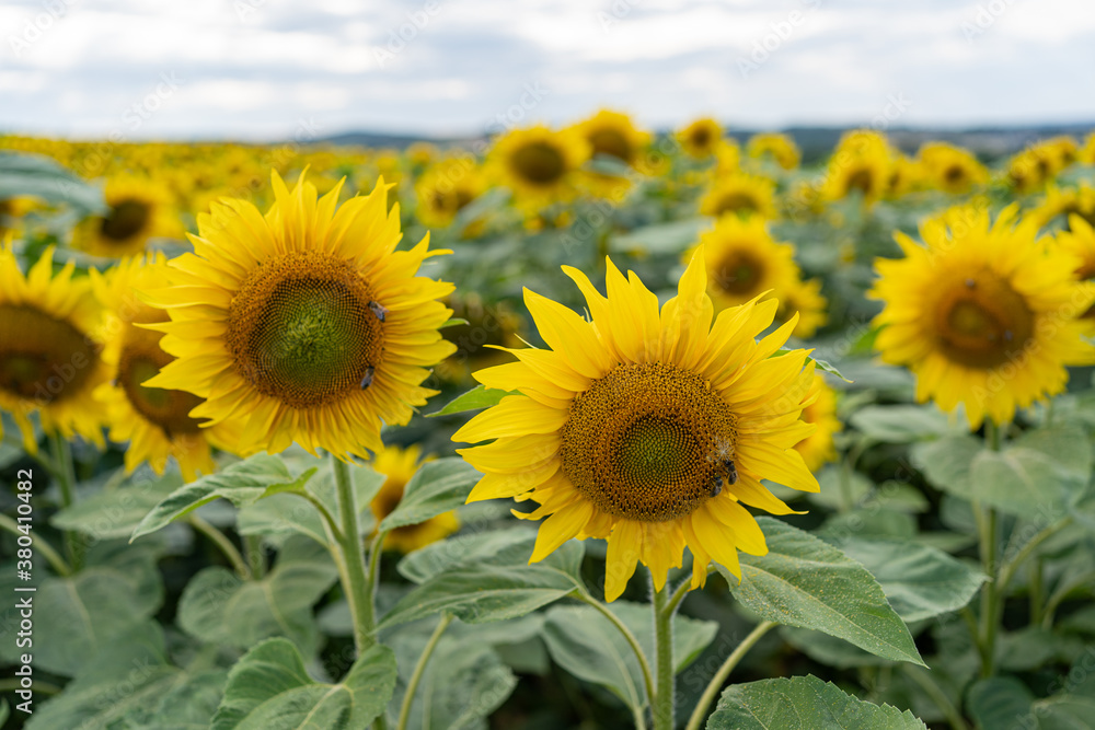 Field of sunflowers with close up of two flowers Field of sunflowers with close up of two flowers