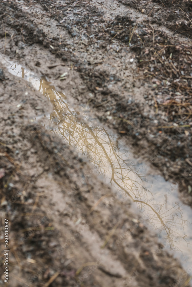 Reflections in a puddle of mud