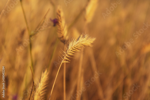 Vivid yellow ear of grass summer field macro