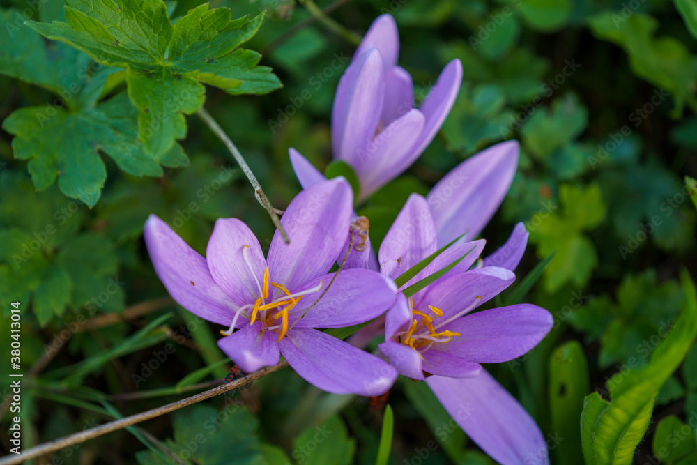 Blumen - Herbstzeitlosen Blumen - Herbstzeitlosen