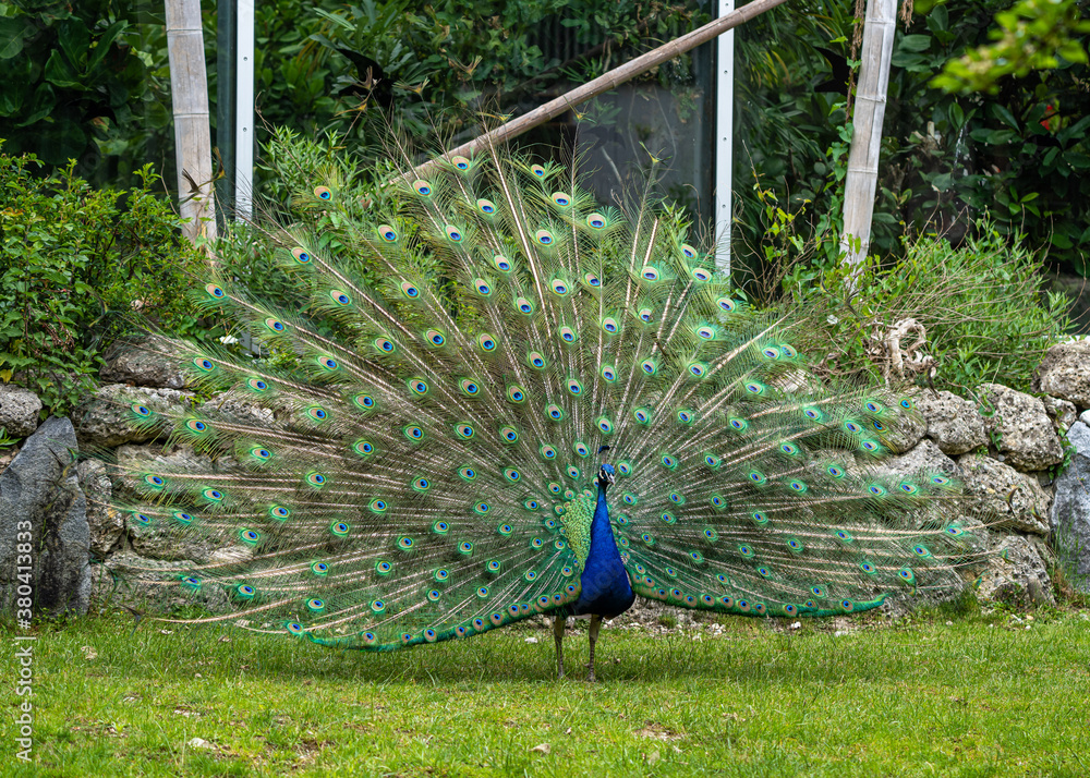 Obraz premium Indian Peacock or Blue Peacock, Pavo cristatus