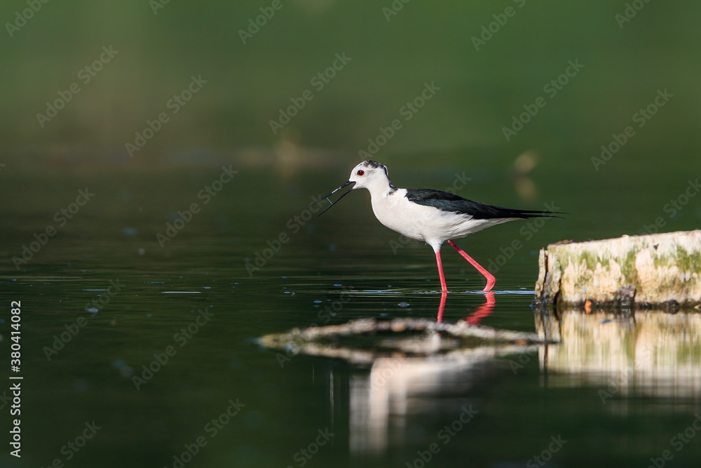 Close-up photo of Black-winged Stilt, black and white bird with very long red legs, wading in the middle of the water surface. Himantopus himantopus. Close-up photo of Black-winged Stilt, black and white bird with very long red legs, wading in the middle of the water surface. Himantopus himantopus.