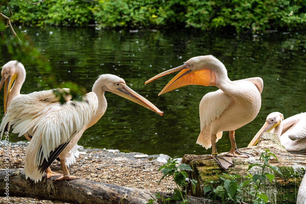 Great White Pelican, Pelecanus onocrotalus in a park