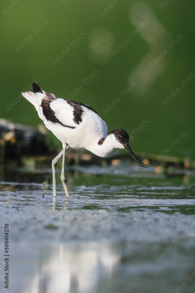 Obraz premium Close-up photo of a rare wader with a long thin beak curved upwards. Critically endangered species in natural environment. Czech Republic. Pied Avocet, Recurvirostra avosetta.