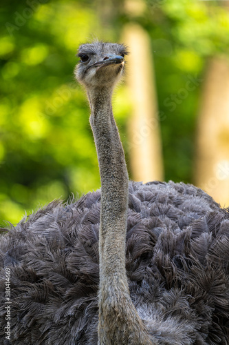 The common ostrich, Struthio camelus, or simply ostrich