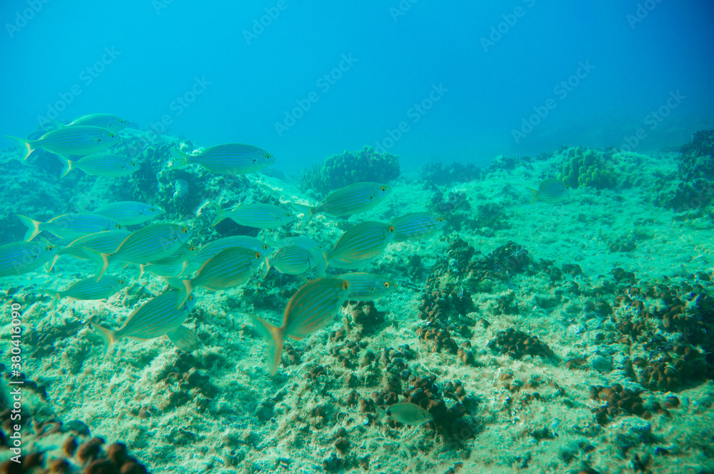School of fish School of fish