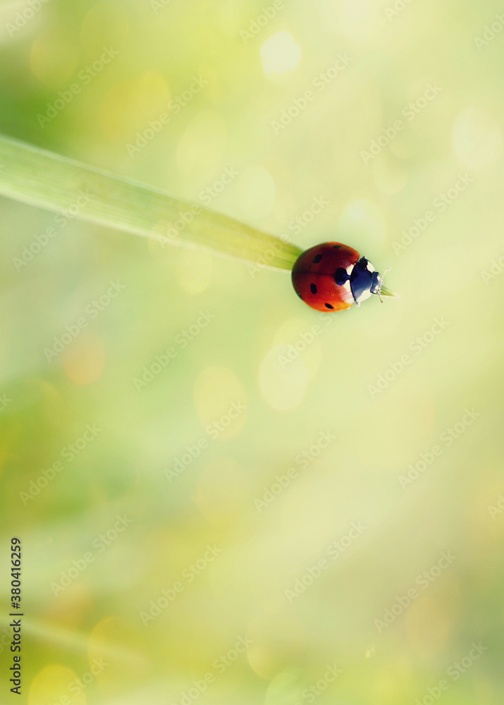 Obraz premium ladybug on green grass