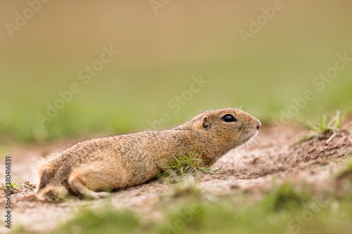 Detailed photo of a European ground squirrel, also known as the European souslik, at natural habitat. Spermophilus citellus © Daniel Dunca