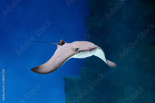 Fototapeta Naklejka Na Ścianę i Meble -  cownose ray swimming in the water,  
fish underwater in the aquarium