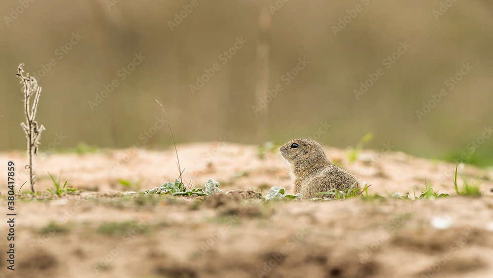 Detailed photo of a European ground squirrel, also known as the European souslik, at natural habitat. Spermophilus citellus Detailed photo of a European ground squirrel, also known as the European souslik, at natural habitat. Spermophilus citellus