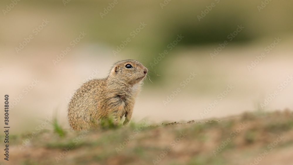 Φωτογραφία Detailed photo of a European ground squirrel, also known as the European souslik, at natural habitat