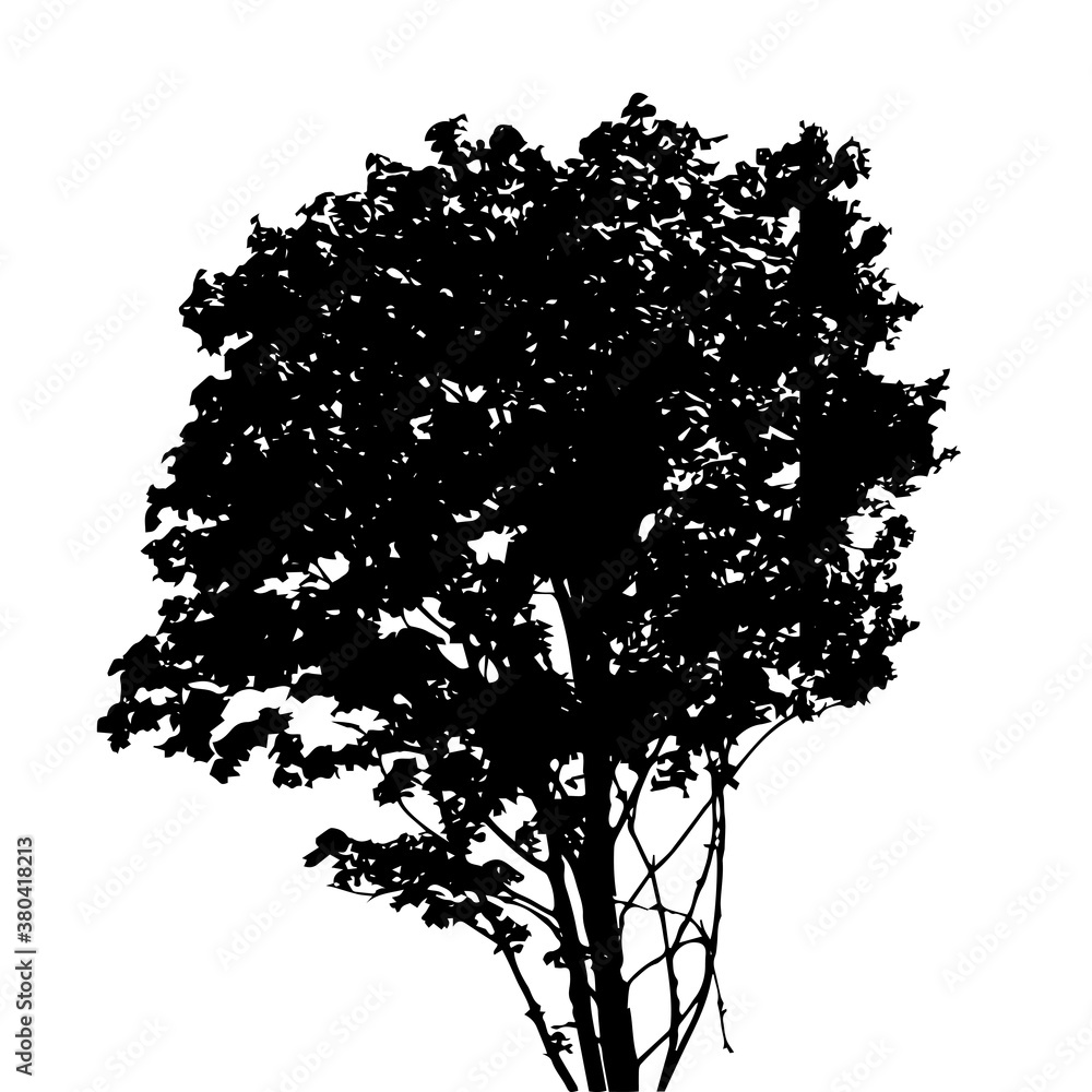 Fototapeta premium Tree Silhouette Isolated on White Backgorund. Vecrtor Illustration