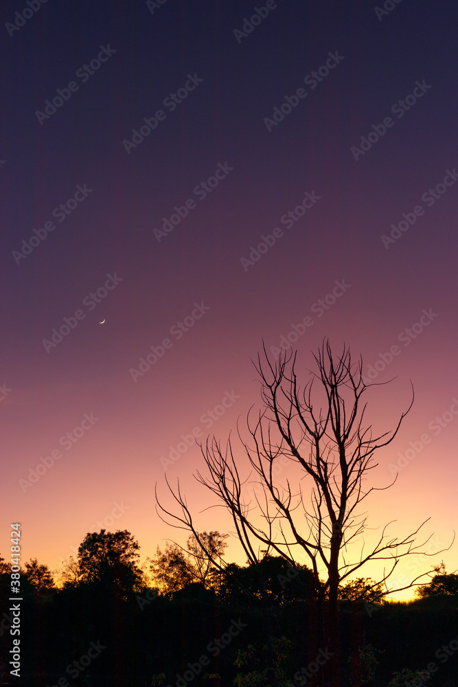 Tree with a Moon in the Background.