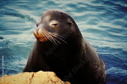 Sea Lion in the Ocean resting on a rock
