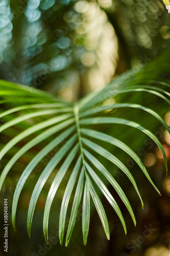 Leaf of a Palm Tree