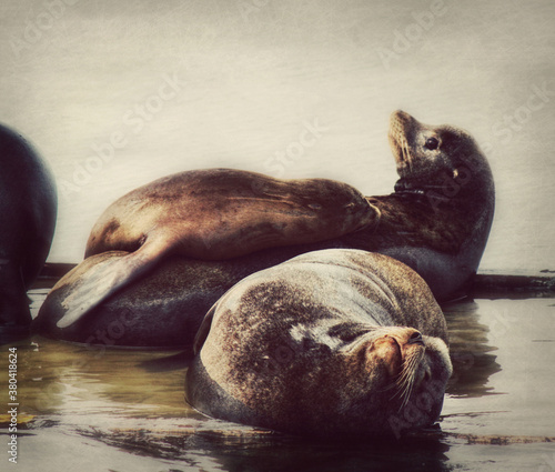 A family of Seals the Mommy, Daddy and Baby