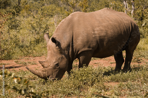 Rhinoc  ros en Zambie